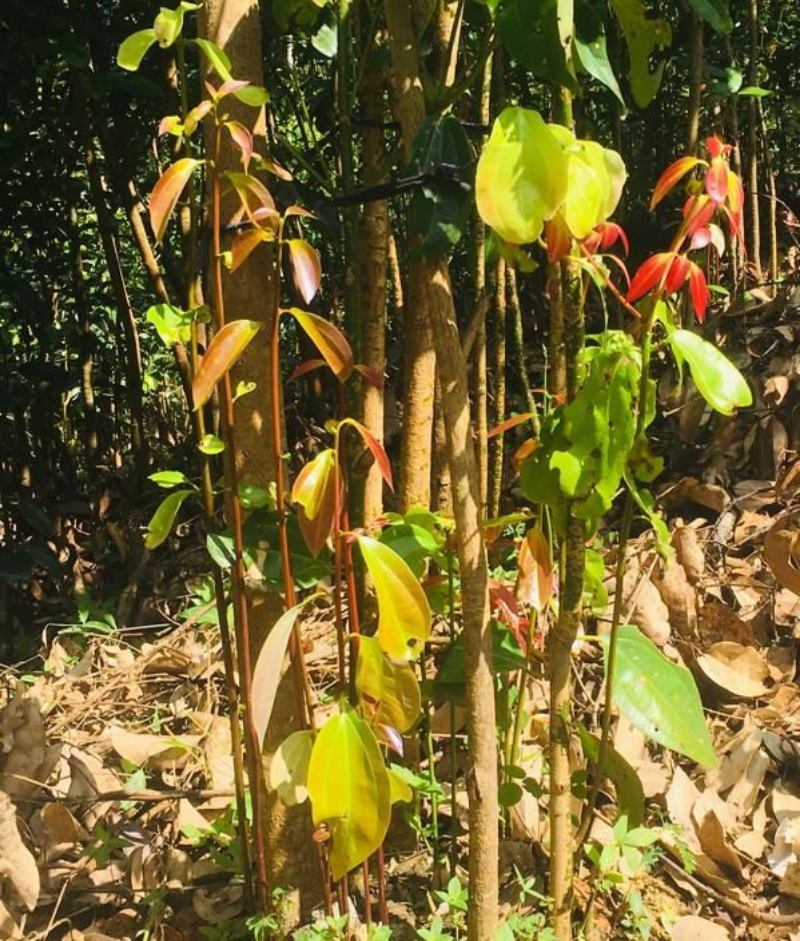 Cinnamon Plant