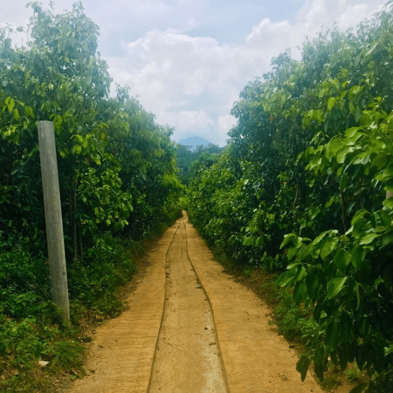 Cinnamon Plants