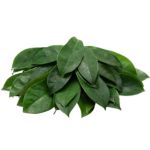 Soursop